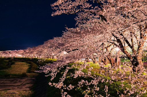 [Eastern Japan Edition] 8 recommended spots for viewing cherry blossoms at night! Let’s enjoy Japan’s cherry blossoms at night!